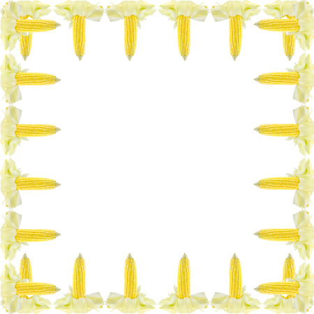 fresh corn cobs frame isolated on white backgroundの写真素材