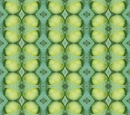 green cabbage  seamless pattern backgroundの写真素材