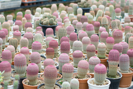 Cactus propagation in potsの写真素材
