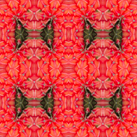 succulent plant seamless pattern backgroundの写真素材