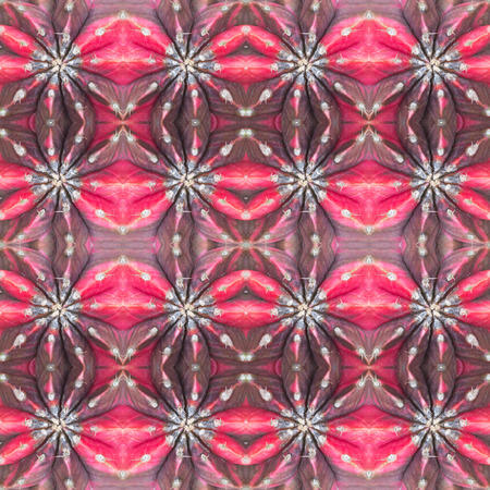 succulent plant seamless pattern backgroundの写真素材