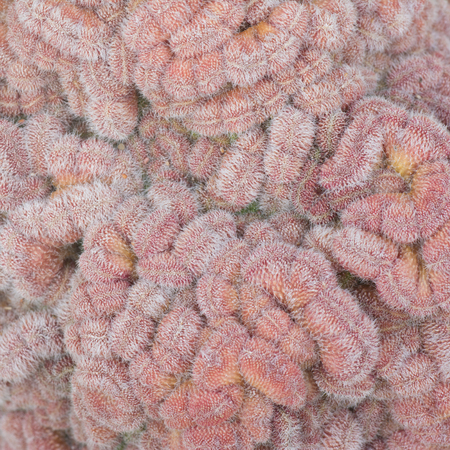 Close up of cactus texture backgroundの写真素材