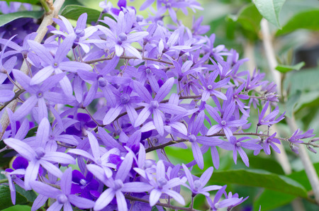 Petrea Flowers. (Queen's Wreath, Sandpaper Vine, Purple Wreath)の写真素材