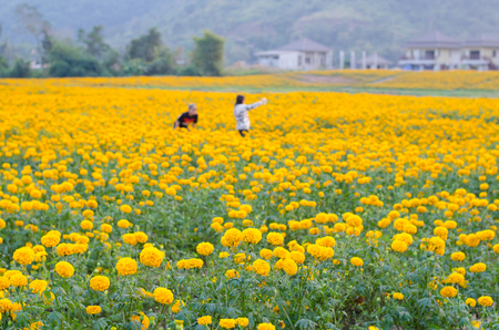 Marigold field in loei province, Thailandの写真素材