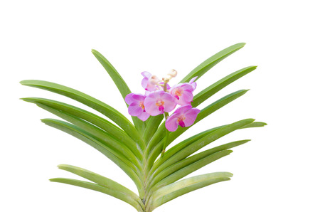 Hybrids vanda orchid isolated on white backgroundの写真素材