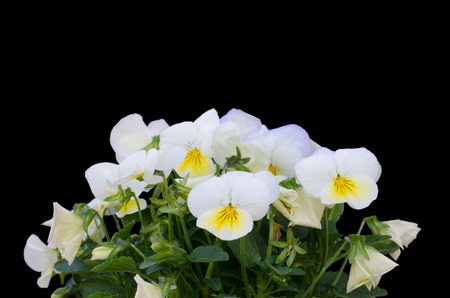 viola cornuta flower isolated on black backgroundの写真素材