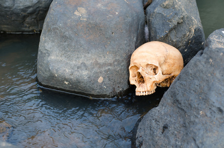 still life of human skull in streamletの写真素材