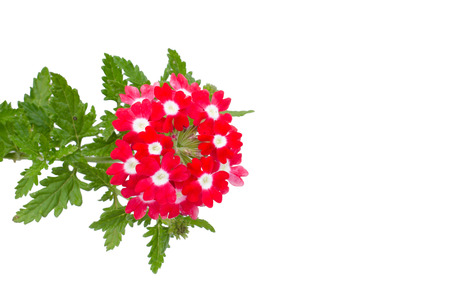red verbena isolated on white backgroundの写真素材