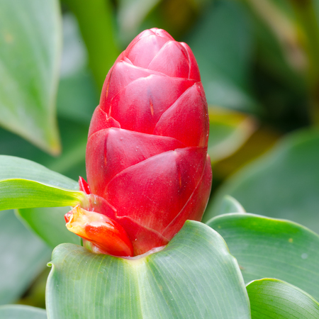 Indian Head Ginger flowers,Costus Speciosus