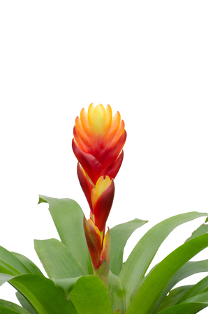 Bromeliad isolated on white backgroundの写真素材