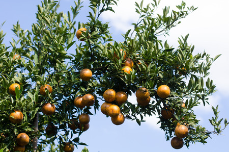 Ripe shogun orange hanging on tree. tangerine fruitの写真素材