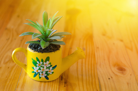 Cactus model for decorated on wooden tableの写真素材