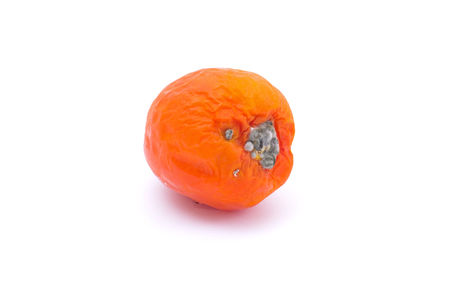 rotten tomato isolated on white backgroundの写真素材