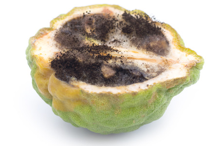 Rotten kaffir lime or Bergamot isolated on white backgroundの写真素材