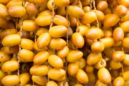 Cluster of dates hanging from a date palmの写真素材