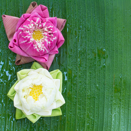 folding lotus thai style on banana leaf backgroundの写真素材