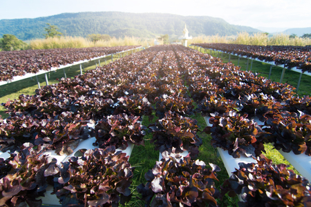 Vegetable hydroponic farm, Agriculture and food concept.の写真素材