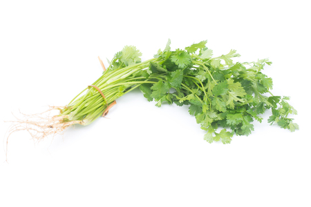 Coriandrum sativum leaves isolated on White Background. Coriandrum sativum is an important spice for Thai cooking.の写真素材