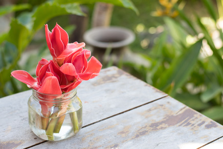 Torch ginger flower in glass vase -home decoration, Etlingera elatior (Jack) R.M. Smithの写真素材