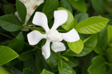 Close up of white Cape jasmine or Gardenia jasmine Flower ( Gardenia augusta (L.) Merr. ) Beautiful flower from and green leaves in the garden.の写真素材
