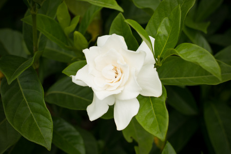 Close up of white Cape jasmine or Gardenia jasmine Flower ( Gardenia augusta (L.) Merr. ) Beautiful flower from and green leaves in the garden.の写真素材