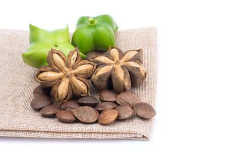Plukenetia volubilis or sacha inchi peanut seed isolated on white backgroundの写真素材