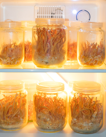 Cordyceps militaris in Glass bottles.の写真素材
