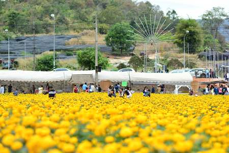 LOEI THAILAND - DECEMBER 30 : Tourists  are visiting at marigold field it is a popular flower garden in Loei province, Thailand on december 30, 2018のeditorial素材