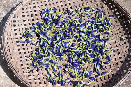 Sun dried butterfly pea flowers or Blue pea (clitoria ternatea) , natural sunlight, which Blue or dark purple flowers and light green polar, for healthy drinking, detox drinking, herbal tea.の写真素材