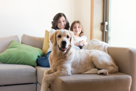 Golden Retriever Junior dog with her human family at homeの写真素材