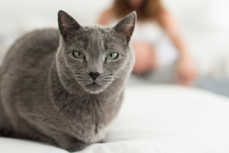 Close up to cat with pregnant woman in backgroundの写真素材