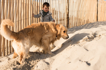 Toddler having fun with dog on the beachの写真素材
