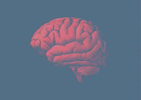 Engraving brain illustration with tint red color on tint dark blue backgroundのイラスト素材