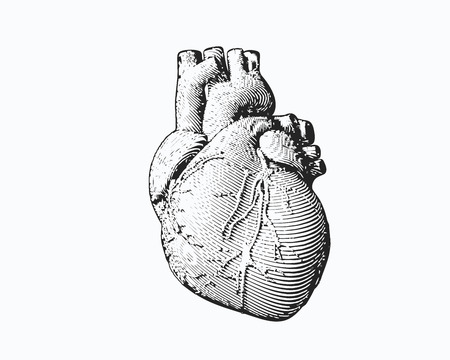 Monochrome engraving human heart illustration isolated on white backgroundのイラスト素材