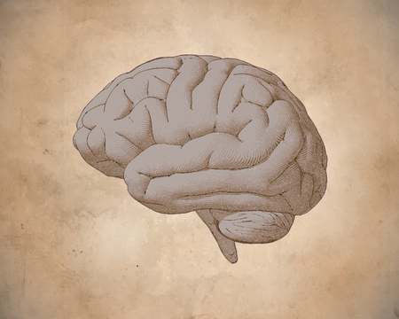 Engraving brain side view with soft drawing illustration on sepia old paper backgroundのイラスト素材