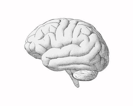 Monochrome engraving brain side view with soft drawing illustration on white backgroundのイラスト素材