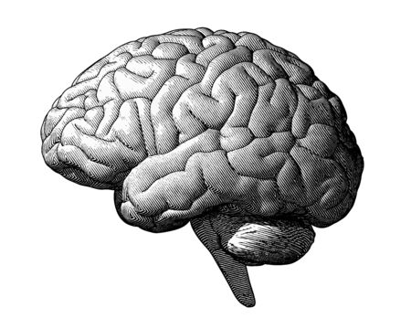 Monochrome engraving brain illustration in side view isolated on white backgroundのイラスト素材
