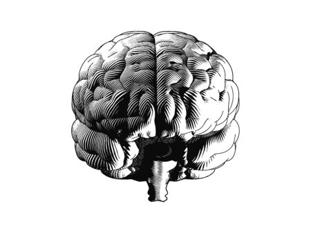 Monochrome frontal human brain engraving illutration isolated on white backgroundのイラスト素材