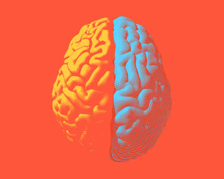 Human brain hemispheres left and right brain with separate color style engraving in top view illustration isolated on orange backgroundのイラスト素材