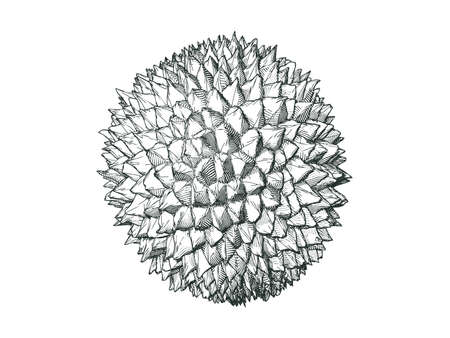monochrome engraving drawing spiky fruit durian isolated on white backgroundのイラスト素材