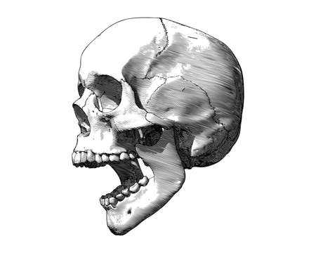 Monochrome engraving drawing human skull open mouth jaw side view illustration isolated on white backgroundのイラスト素材