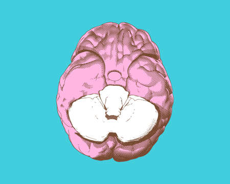 Colorful human brain vintage engraving drawing under bottom view crosshatch style with cerebellum...