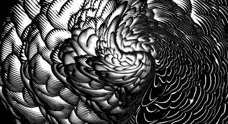 Monochrome abstract engraved drawing line art spiral brain or flower illustration on white and black backgroundのイラスト素材