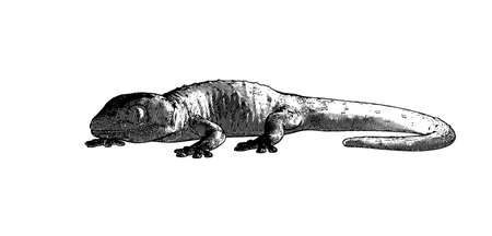 Monochrome engraved vintage vector drawing tokay gecko lizard crawling with dark shadow mood in side camera view isolated on white backgroundのイラスト素材