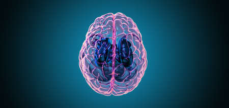 3D rendering illustration human brain with left and right cerebral top view transparent surface...