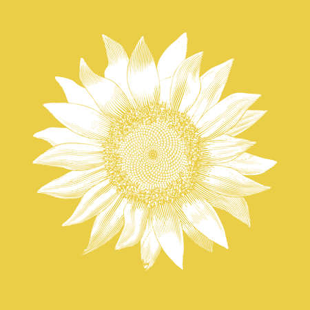 White engraved vintage drawing sunflower vector glyph illustration isolated on yellow backgroundのイラスト素材