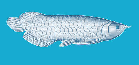 Deep blue and white engraved vintage drawing Arowana fish woodcut print style vector illustration isolated on turquoise blue backgroundのイラスト素材