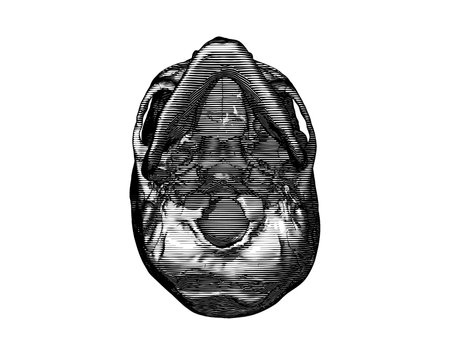 Monochrome black vintage engraved drawing human skull bottom view vector biology illustration isolated on white backgroundのイラスト素材