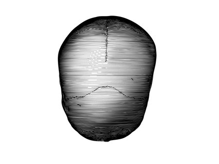 Monochrome black vintage engraved drawing human skull top view vector biology illustration isolated on white backgroundのイラスト素材