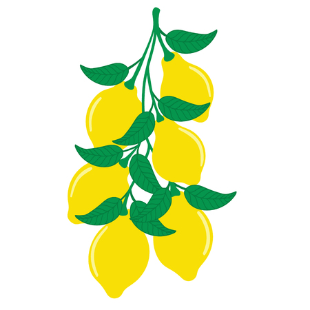 Lemons hanging on a tree branchのイラスト素材